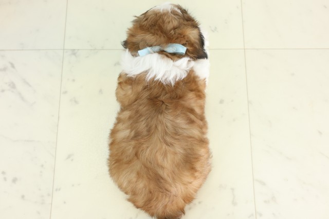 福岡県のシーズー (Coo&RIKU黒崎店/2026年6月20日生まれ/男の子/ゴールドホワイト)の子犬の4枚目の画像