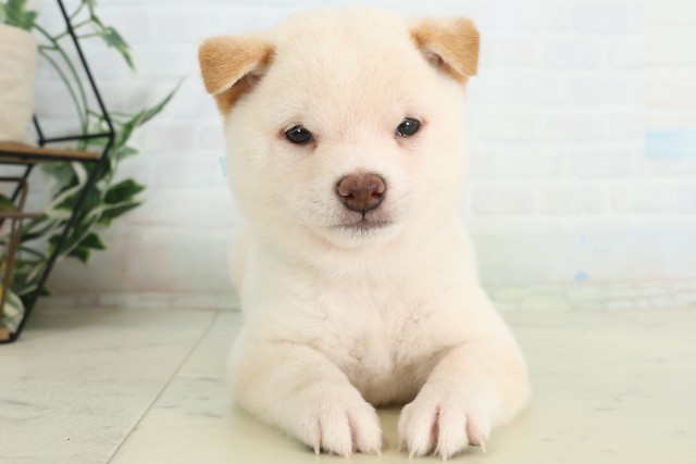 福岡県の豆柴 (Coo&RIKU黒崎店/2026年6月22日生まれ/男の子/白)の子犬の1枚目の画像