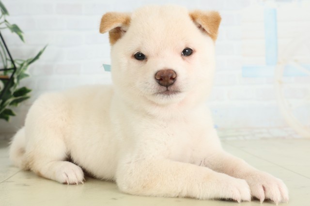 福岡県の豆柴 (Coo&RIKU黒崎店/2026年6月22日生まれ/男の子/白)の子犬の2枚目の画像