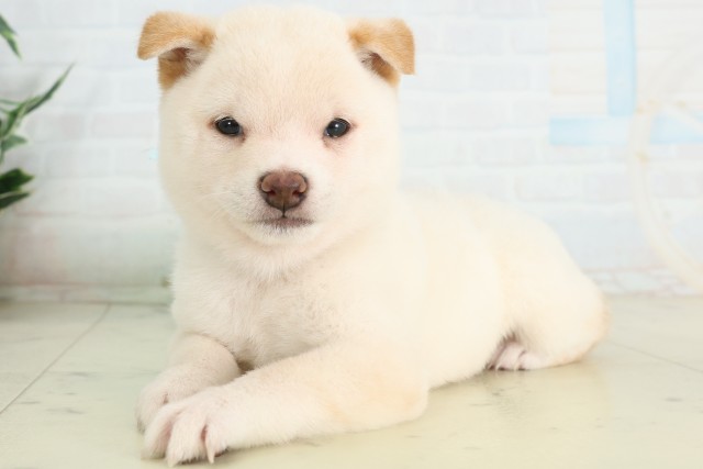 福岡県の豆柴 (Coo&RIKU黒崎店/2026年6月22日生まれ/男の子/白)の子犬の3枚目の画像