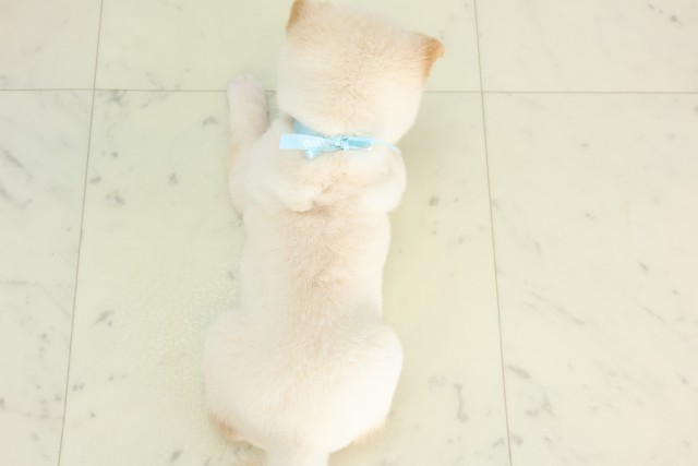 福岡県の豆柴 (Coo&RIKU黒崎店/2026年6月22日生まれ/男の子/白)の子犬の4枚目の画像