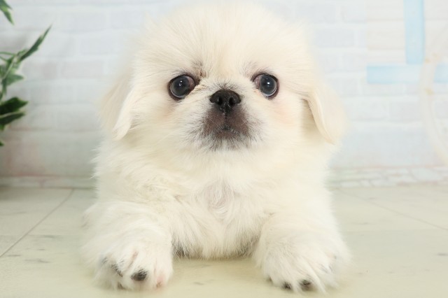 長崎県のペキニーズ (Coo&RIKU大村店/2026年6月22日生まれ/男の子/ホワイト)の子犬の1枚目の画像