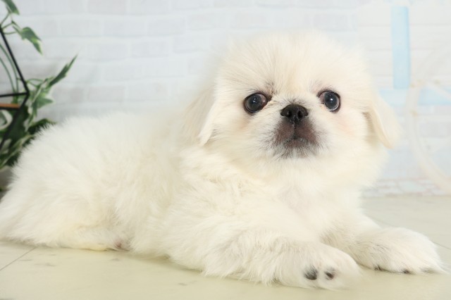 長崎県のペキニーズ (Coo&RIKU大村店/2026年6月22日生まれ/男の子/ホワイト)の子犬の2枚目の画像