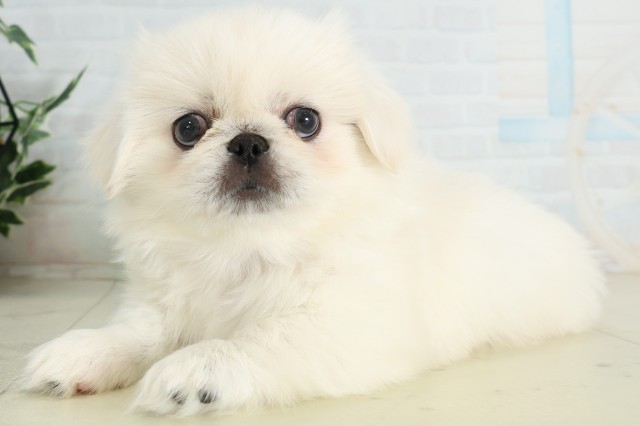 長崎県のペキニーズ (Coo&RIKU大村店/2026年6月22日生まれ/男の子/ホワイト)の子犬の3枚目の画像