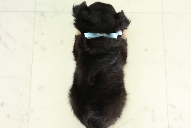 鹿児島県のチワワ(ロング) (Coo&RIKU鹿児島店/2026年6月21日生まれ/男の子/ブラックタン)の子犬の4枚目の画像