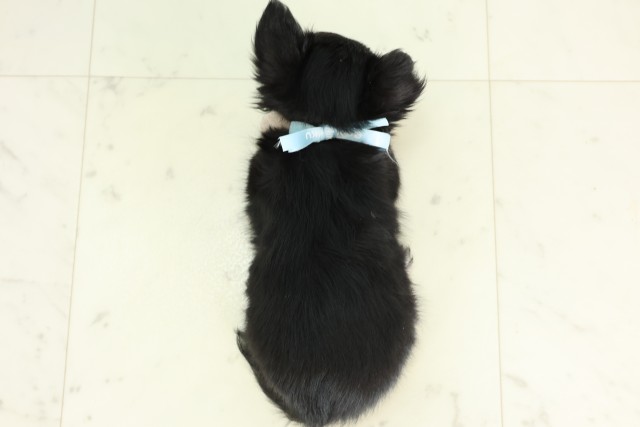 長崎県のチワワ(ロング) (Coo&RIKU大村店/2026年6月14日生まれ/男の子/ブラックタンホワイト)の子犬の4枚目の画像