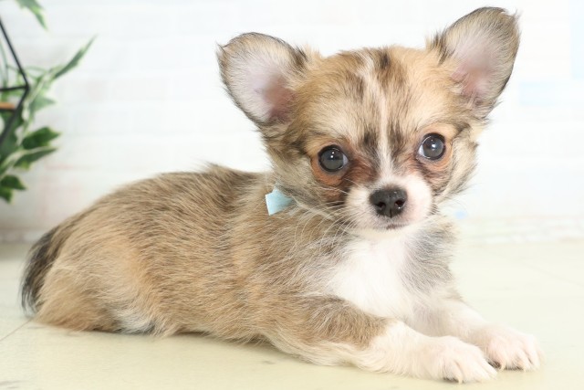 福岡県のチワワ(ロング) (Coo&RIKU小倉店/2026年6月14日生まれ/男の子/フォーンホワイト)の子犬の2枚目の画像