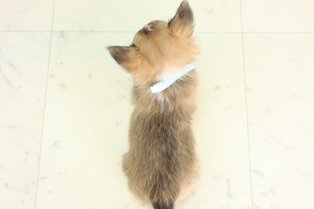 福岡県のチワワ(ロング) (Coo&RIKU小倉店/2026年6月14日生まれ/男の子/フォーンホワイト)の子犬の4枚目の画像