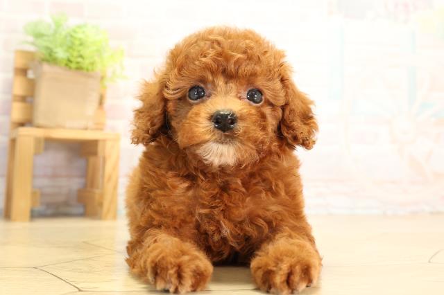 岐阜県のトイプードル(トイ) (Coo&RIKU各務原店/2026年6月24日生まれ/女の子/レッドフォーン)の子犬の1枚目の画像