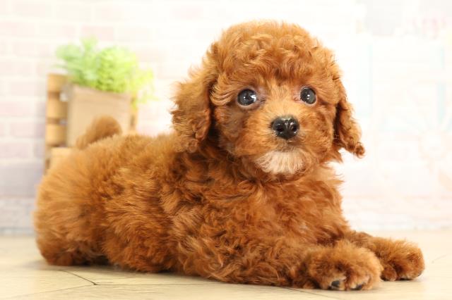 岐阜県のトイプードル(トイ) (Coo&RIKU各務原店/2026年6月24日生まれ/女の子/レッドフォーン)の子犬の2枚目の画像
