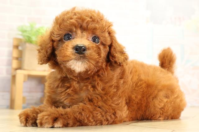 岐阜県のトイプードル(トイ) (Coo&RIKU各務原店/2026年6月24日生まれ/女の子/レッドフォーン)の子犬の3枚目の画像