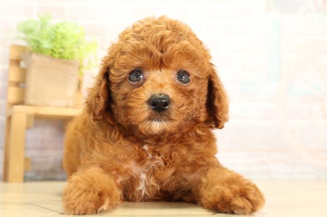 静岡県のトイプードル(トイ) (Coo&RIKU浜松店/2026年6月24日生まれ/男の子/レッドフォーン)の子犬の1枚目の画像
