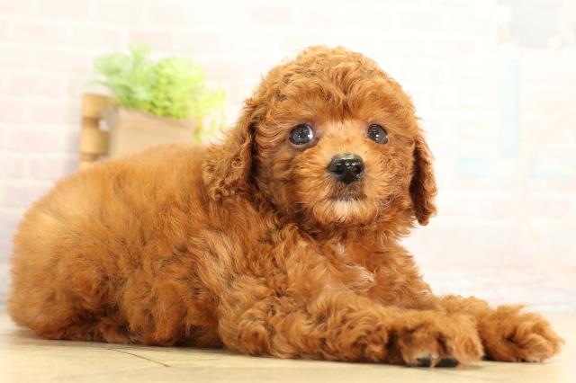 静岡県のトイプードル(トイ) (Coo&RIKU浜松店/2026年6月24日生まれ/男の子/レッドフォーン)の子犬の2枚目の画像