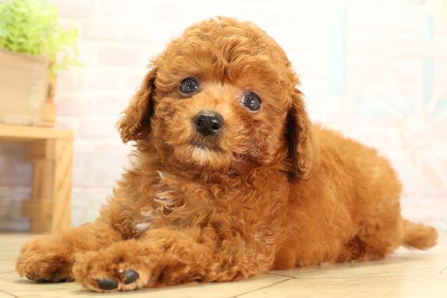 静岡県のトイプードル(トイ) (Coo&RIKU浜松店/2026年6月24日生まれ/男の子/レッドフォーン)の子犬の3枚目の画像