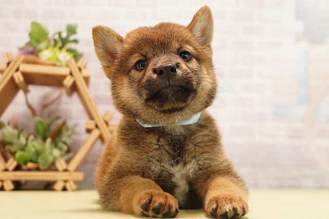 岐阜県の柴犬(標準サイズ) (Coo&RIKU各務原店/2026年6月24日生まれ/男の子/赤)の子犬の1枚目の画像