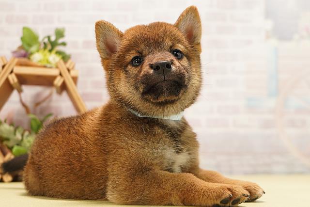 岐阜県の柴犬(標準サイズ) (Coo&RIKU各務原店/2026年6月24日生まれ/男の子/赤)の子犬の2枚目の画像