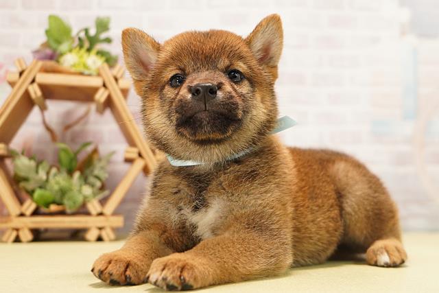 岐阜県の柴犬(標準サイズ) (Coo&RIKU各務原店/2026年6月24日生まれ/男の子/赤)の子犬の3枚目の画像