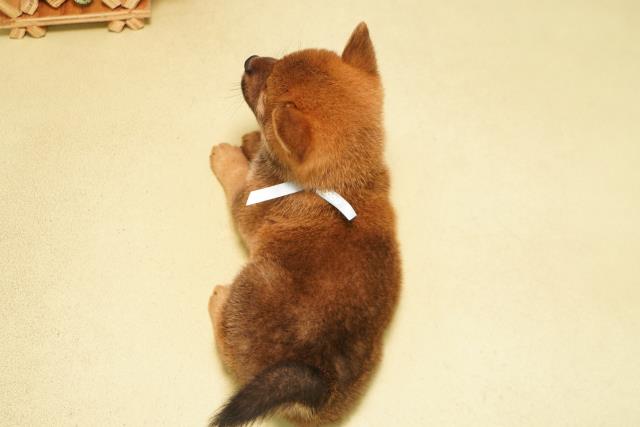 岐阜県の柴犬(標準サイズ) (Coo&RIKU各務原店/2026年6月24日生まれ/男の子/赤)の子犬の4枚目の画像