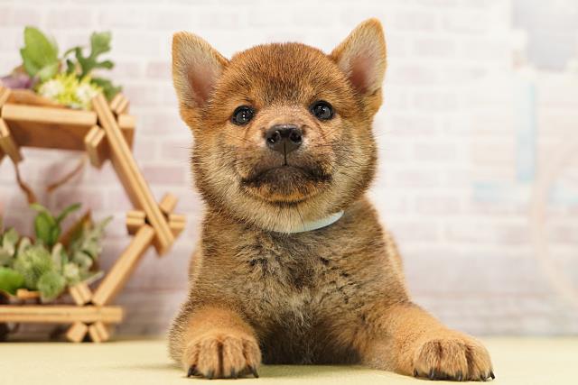 静岡県の柴犬(標準サイズ) (Coo&RIKU富士店/2026年6月24日生まれ/男の子/赤)の子犬の1枚目の画像