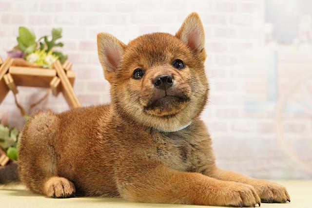 静岡県の柴犬(標準サイズ) (Coo&RIKU富士店/2026年6月24日生まれ/男の子/赤)の子犬の2枚目の画像