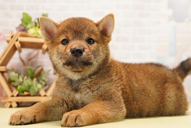 静岡県の柴犬(標準サイズ) (Coo&RIKU富士店/2026年6月24日生まれ/男の子/赤)の子犬の3枚目の画像