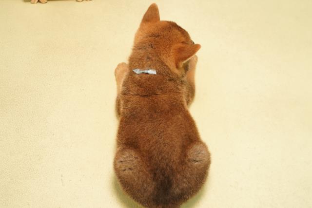 静岡県の柴犬(標準サイズ) (Coo&RIKU富士店/2026年6月24日生まれ/男の子/赤)の子犬の4枚目の画像