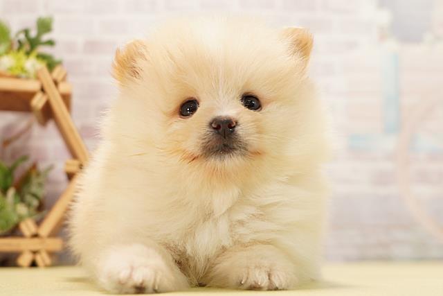 岐阜県のポメラニアン (Coo&RIKU岐阜店/2026年6月23日生まれ/男の子/クリーム)の子犬の1枚目の画像