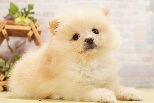 岐阜県のポメラニアン (Coo&RIKU岐阜店/2026年6月23日生まれ/男の子/クリーム)の子犬の2枚目の画像
