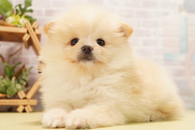 岐阜県のポメラニアン (Coo&RIKU岐阜店/2026年6月23日生まれ/男の子/クリーム)の子犬の3枚目の画像