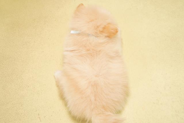 岐阜県のポメラニアン (Coo&RIKU岐阜店/2026年6月23日生まれ/男の子/クリーム)の子犬の4枚目の画像