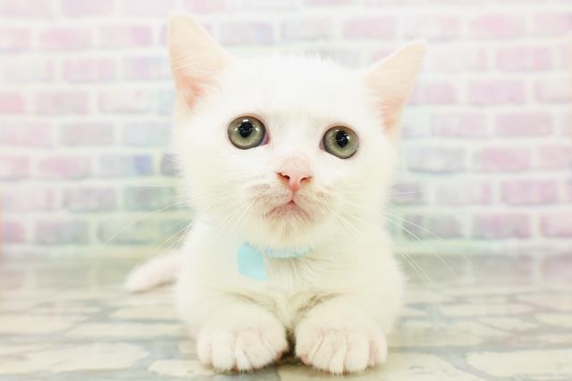 茨城県のマンチカン (Coo&RIKU石岡店/2026年6月6日生まれ/男の子/ホワイト)の子猫の1枚目の画像