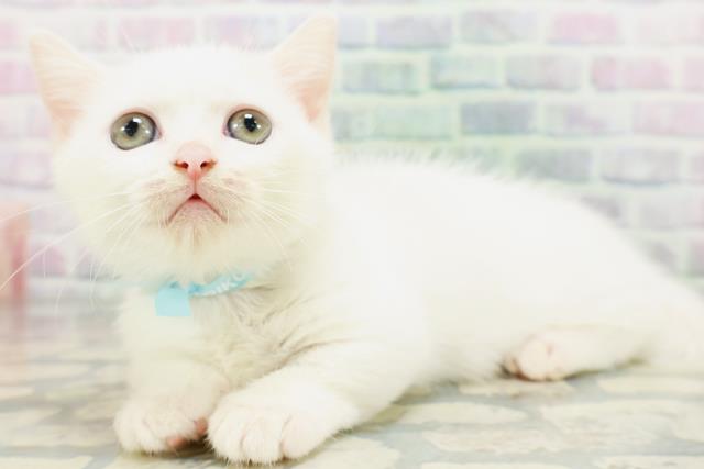 茨城県のマンチカン (Coo&RIKU石岡店/2026年6月6日生まれ/男の子/ホワイト)の子猫の2枚目の画像