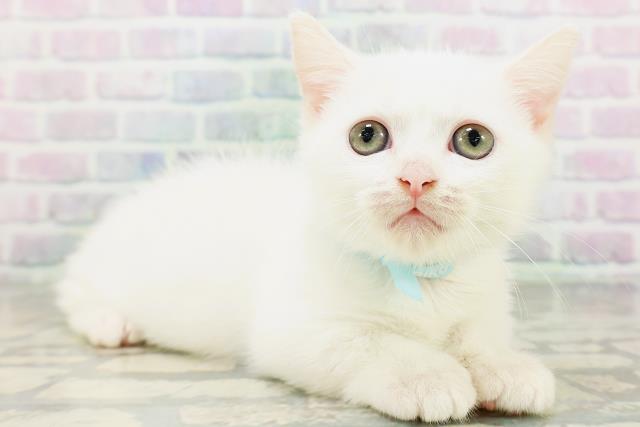 茨城県のマンチカン (Coo&RIKU石岡店/2026年6月6日生まれ/男の子/ホワイト)の子猫の3枚目の画像