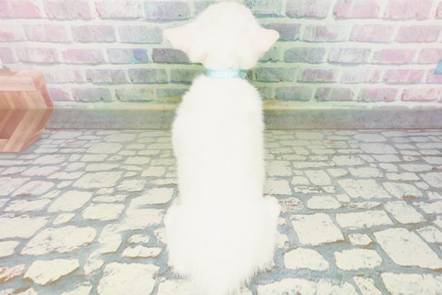 茨城県のマンチカン (Coo&RIKU石岡店/2026年6月6日生まれ/男の子/ホワイト)の子猫の4枚目の画像
