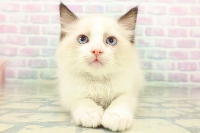神奈川県のラグドール (Coo&RIKU秦野店/2026年6月17日生まれ/男の子/シールポイントバイカラー)の子猫の1枚目の画像