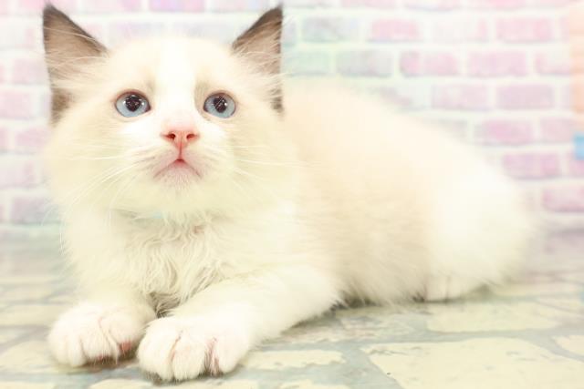 神奈川県のラグドール (Coo&RIKU秦野店/2026年6月17日生まれ/男の子/シールポイントバイカラー)の子猫の2枚目の画像