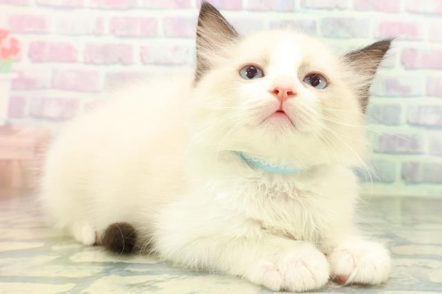 神奈川県のラグドール (Coo&RIKU秦野店/2026年6月17日生まれ/男の子/シールポイントバイカラー)の子猫の3枚目の画像