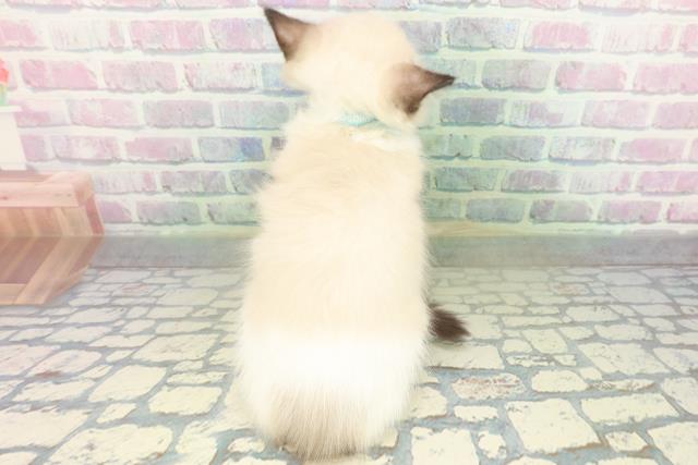 神奈川県のラグドール (Coo&RIKU秦野店/2026年6月17日生まれ/男の子/シールポイントバイカラー)の子猫の4枚目の画像