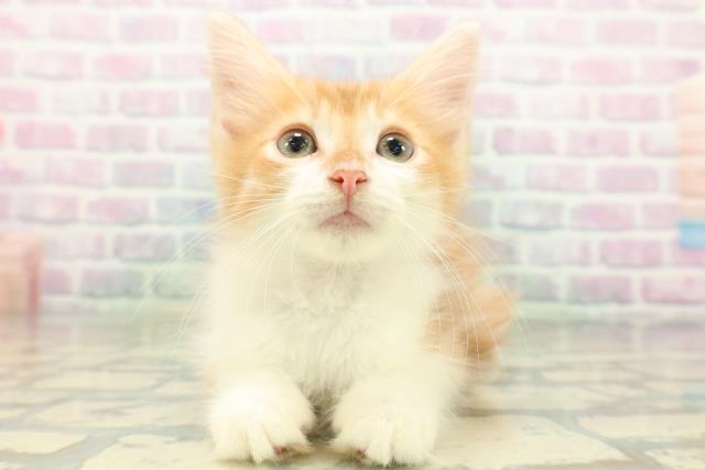 ノルウェージャン・フォレストキャット