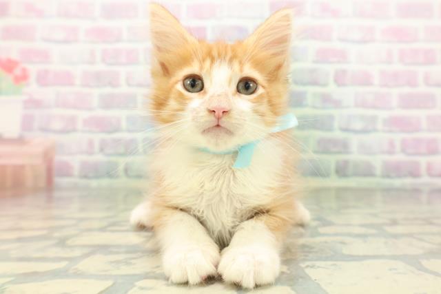 ノルウェージャン・フォレストキャット