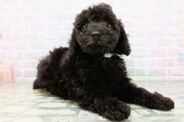 栃木県のトイプードル(トイ) (Coo&RIKUFKDインターパーク店/2026年6月23日生まれ/男の子/ブラック)の子犬の3枚目の画像