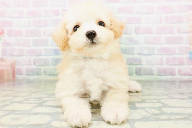 東京都のトイプードル(トイ) (Coo&RIKU高円寺店/2026年6月23日生まれ/男の子/ペールフォーン)の子犬の1枚目の画像