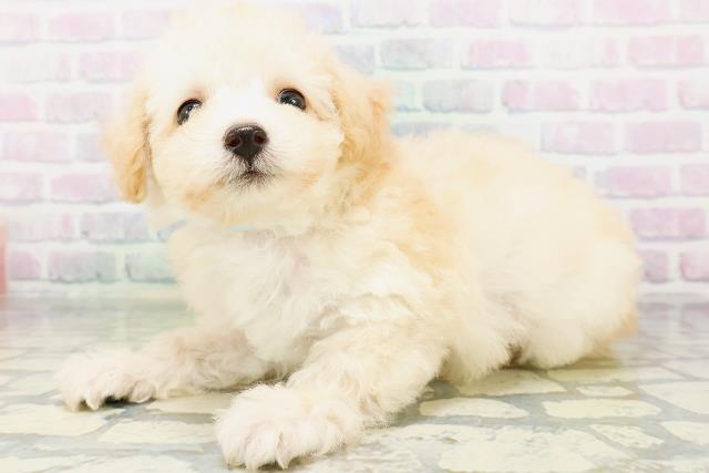 東京都のトイプードル(トイ) (Coo&RIKU高円寺店/2026年6月23日生まれ/男の子/ペールフォーン)の子犬の2枚目の画像