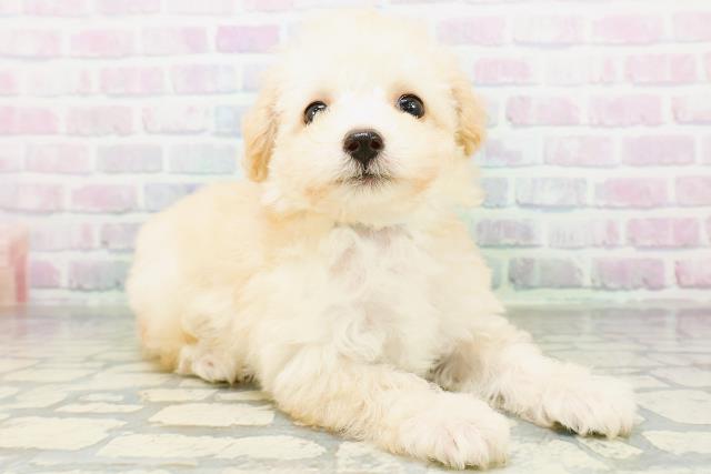 東京都のトイプードル(トイ) (Coo&RIKU高円寺店/2026年6月23日生まれ/男の子/ペールフォーン)の子犬の3枚目の画像