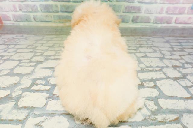 東京都のトイプードル(トイ) (Coo&RIKU高円寺店/2026年6月23日生まれ/男の子/ペールフォーン)の子犬の4枚目の画像