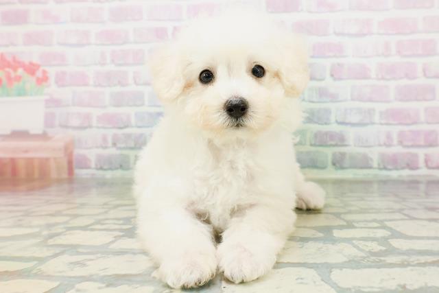 東京都のトイプードル(トイ) (Coo&RIKU赤坂店/2026年6月23日生まれ/男の子/ペールフォーン)の子犬の1枚目の画像