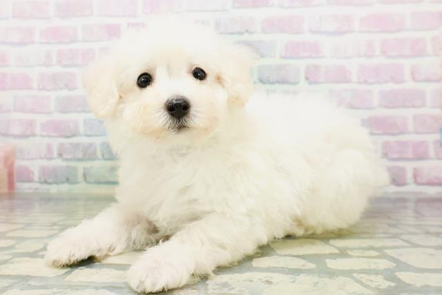 東京都のトイプードル(トイ) (Coo&RIKU赤坂店/2026年6月23日生まれ/男の子/ペールフォーン)の子犬の2枚目の画像