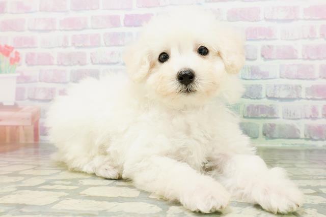 東京都のトイプードル(トイ) (Coo&RIKU赤坂店/2026年6月23日生まれ/男の子/ペールフォーン)の子犬の3枚目の画像