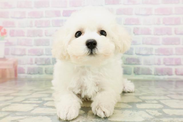 東京都のトイプードル(トイ) (Coo&RIKU広尾店/2026年6月23日生まれ/男の子/ペールフォーン)の子犬の1枚目の画像