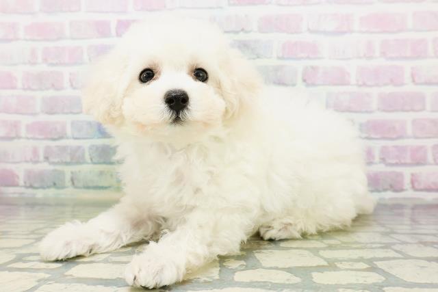 東京都のトイプードル(トイ) (Coo&RIKU広尾店/2026年6月23日生まれ/男の子/ペールフォーン)の子犬の2枚目の画像